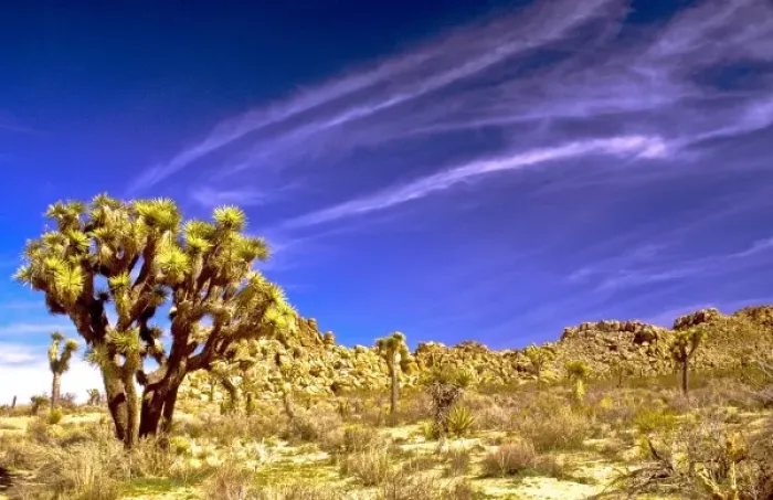 Framed Print : USA, California, Joshua Tree National Park Framed Print : USA, California, Joshua Tree National Park