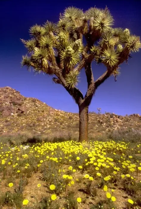 Framed Print : USA, California, Joshua Tree National Park Framed Print : USA, California, Joshua Tree National Park