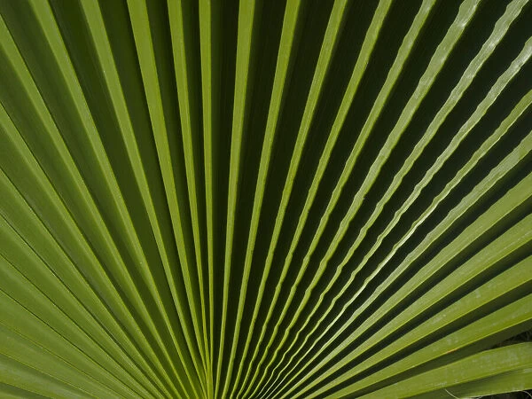 Usa, California, Joshua Tree. Travelers Palm with black and green radial stripes