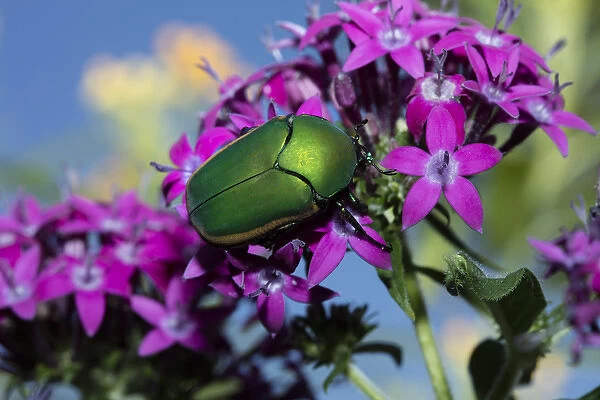 USA, California. June bug on flower. Credit as: Christopher Talbot Frank  /  Jaynes