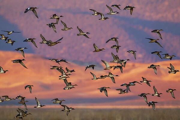 USA, California, Klamath Basin National Wildlife Refuge, flock of ducks at last light