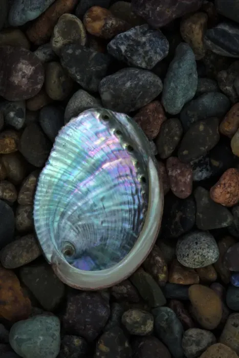 Framed Print : USA, California, La Jolla. Baby abalone shell on cobblestone beach