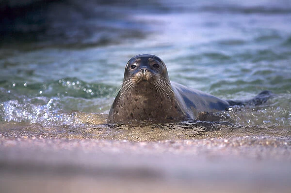 USA, California, La Jolla. Baby harbor seal in beach water