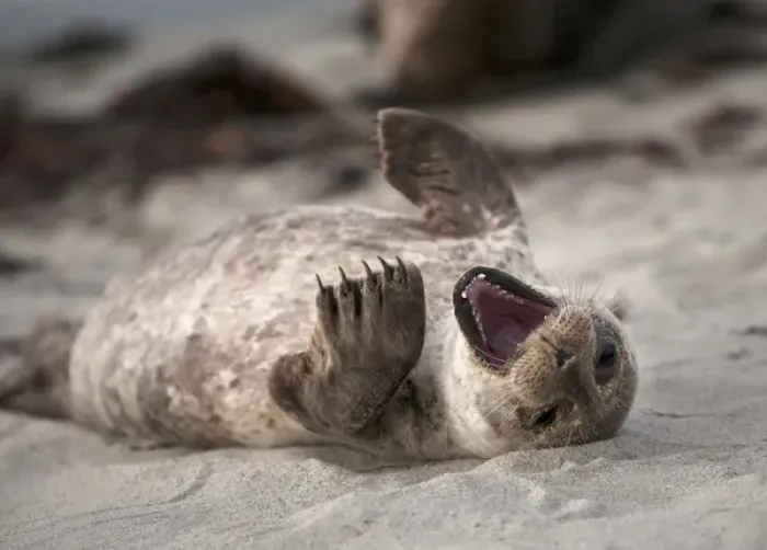 Framed Print : USA, California, La Jolla. Baby harbor seal on beach Framed Print : USA, California, La Jolla. Baby harbor seal on beach