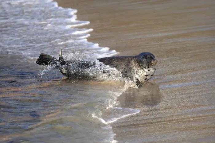 Framed Print : USA, California, La Jolla. Baby harbor seal on beach Framed Print : USA, California, La Jolla. Baby harbor seal on beach
