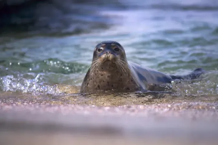 Framed Print : USA, California, La Jolla. Baby harbor seal in beach water Framed Print : USA, California, La Jolla. Baby harbor seal in beach water