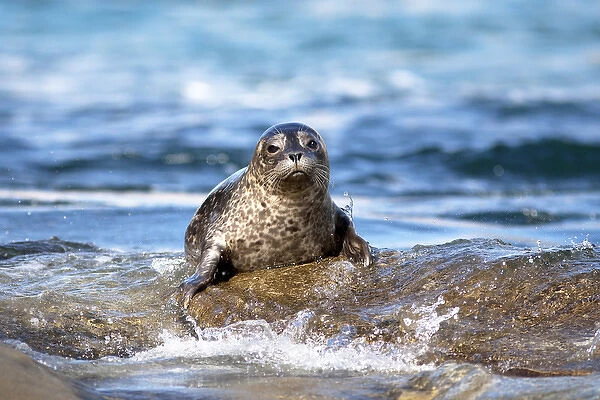 USA, California, La Jolla. Baby harbor seal on rock