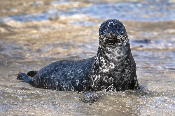 USA, California, La Jolla. Baby harbor seal on shore