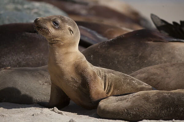 USA, California, La Jolla. Baby sea lion and adults on beach