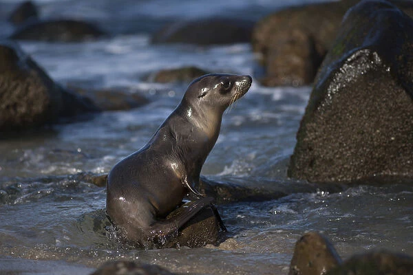 USA, California, La Jolla. Baby sea lion on beach rock