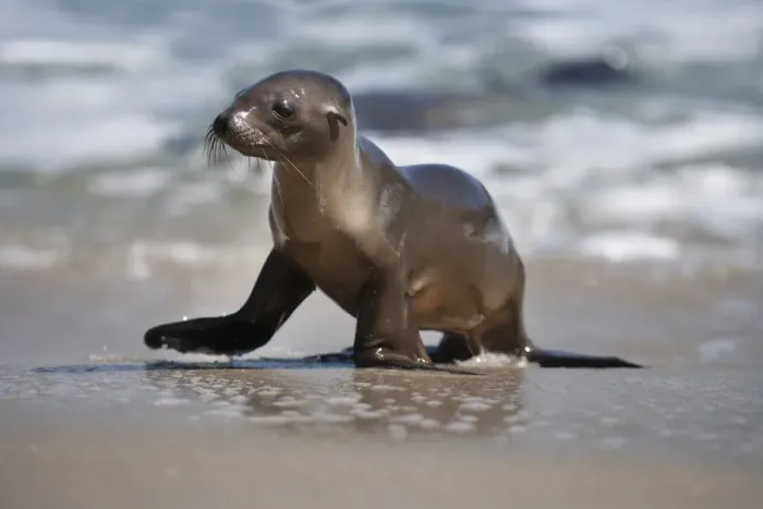 Framed Print : USA, California, La Jolla. Baby sea lion on beach