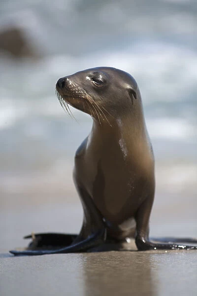 USA, California, La Jolla. Baby sea lion on beach