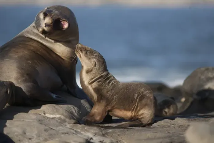 Framed Print : USA, California, La Jolla. Baby sea lion with parent