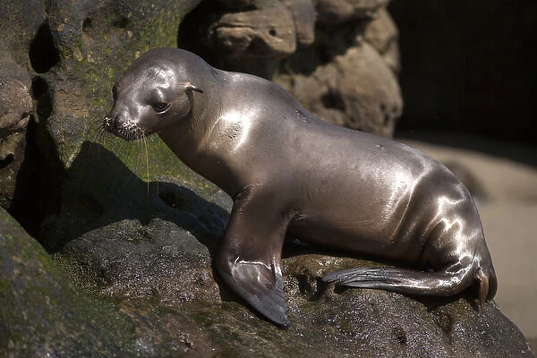 USA, California, La Jolla. Baby sea lion on rock