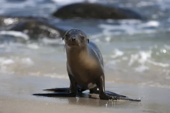 Framed Print : USA, California, La Jolla. Baby sea lion on sand