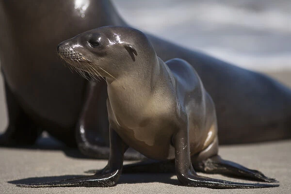 USA, California, La Jolla. Baby sea lion on sand