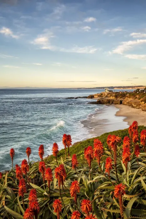 Framed Print : USA, California, La Jolla. Blooming aloe and Wipeout Beach Framed Print : USA, California, La Jolla. Blooming aloe and Wipeout Beach