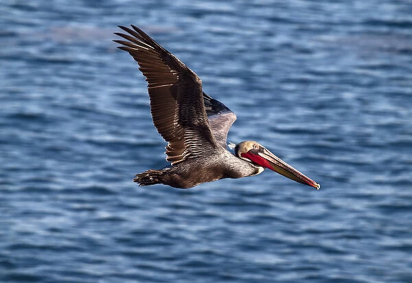 USA, California, La Jolla, Brown pelican with breeding plummage near La Jolla Cove