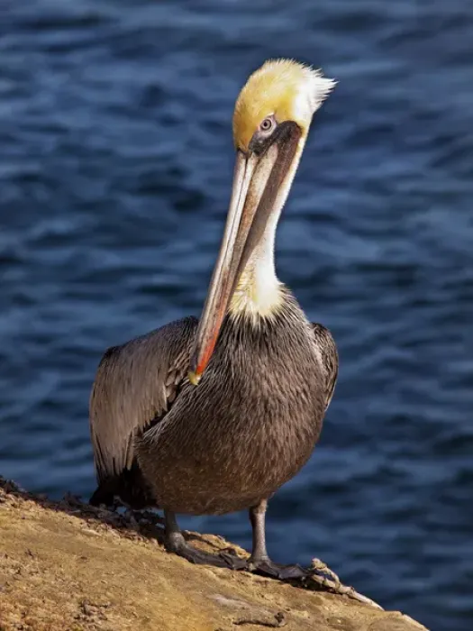 Framed Print : USA, California, La Jolla, Brown pelican with breeding plummage near La Jolla Cove Framed Print : USA, California, La Jolla, Brown pelican with breeding plummage near La Jolla Cove