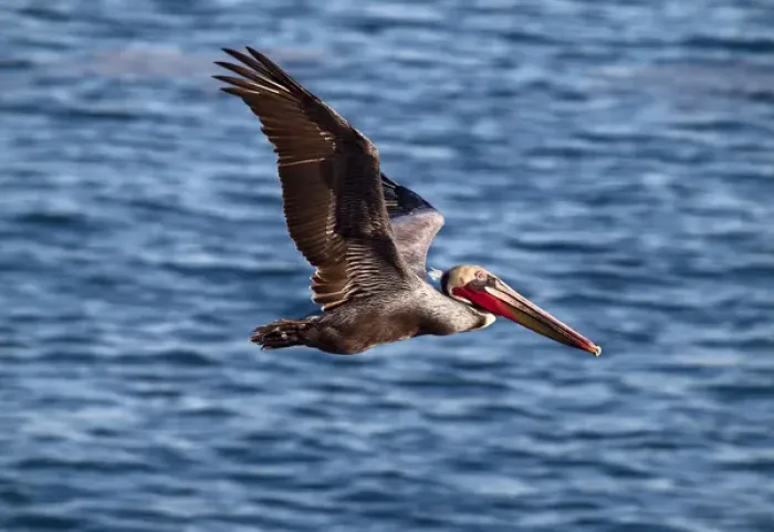 Framed Print : USA, California, La Jolla, Brown pelican with breeding plummage near La Jolla Cove Framed Print : USA, California, La Jolla, Brown pelican with breeding plummage near La Jolla Cove