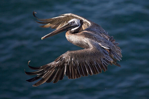 USA, California, La Jolla. Brown pelican flying over ocean
