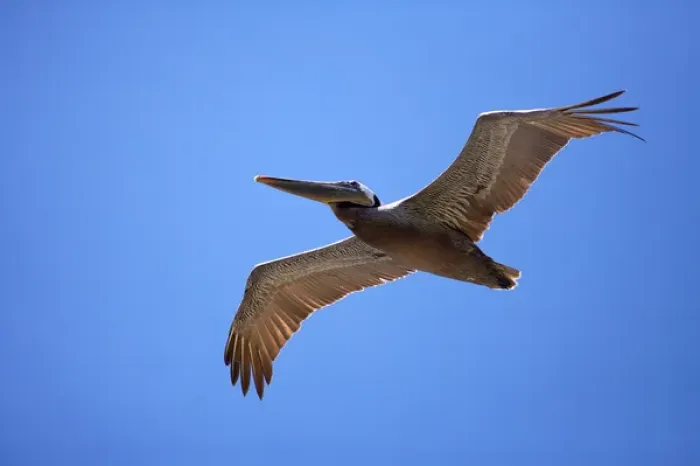 Framed Print : USA, California, La Jolla. Brown pelican gliding Framed Print : USA, California, La Jolla. Brown pelican gliding
