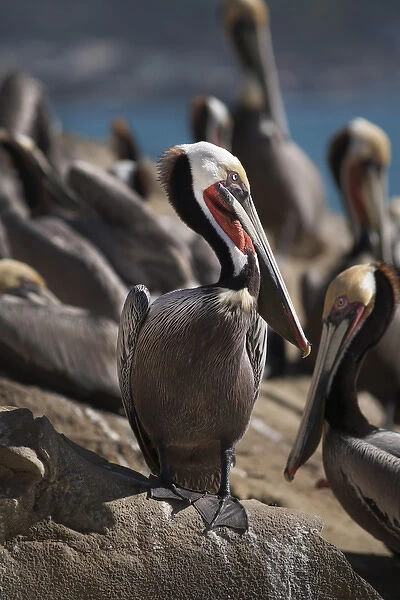 USA, California, La Jolla. Brown pelicans on beach