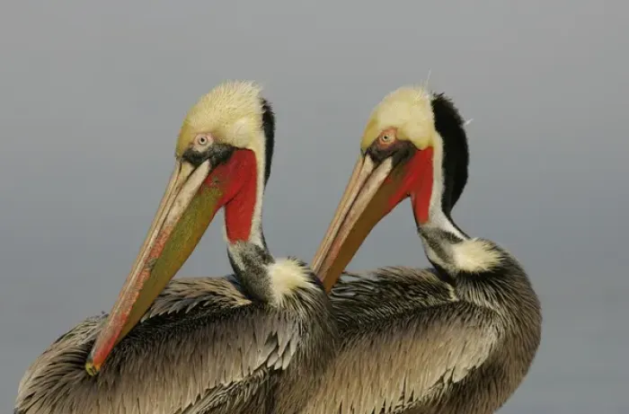 Framed Print : USA, California, La Jolla. Two brown pelicans preening in rhythm Framed Print : USA, California, La Jolla. Two brown pelicans preening in rhythm