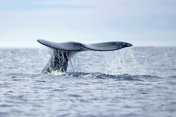 USA, California, La Jolla. Gray whale tail in dive