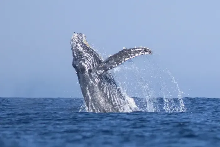 Framed Print : USA, California, La Jolla. Humpback whale breaching Framed Print : USA, California, La Jolla. Humpback whale breaching