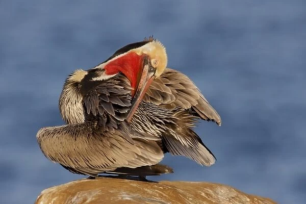 USA, California, La Jolla. Pelican preens its feathers while resting on boulder