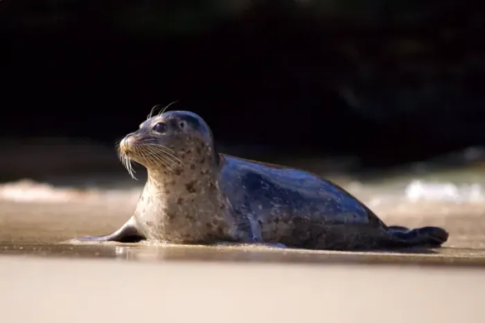 Framed Print : USA, California, La Jolla, San Diego, A seal on a beach along the Pacific Coast
