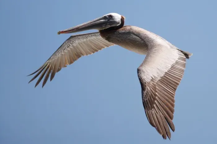 Framed Print : USA; California; La Jolla; San Diego; A Pelican Flying over the Pacific Coast