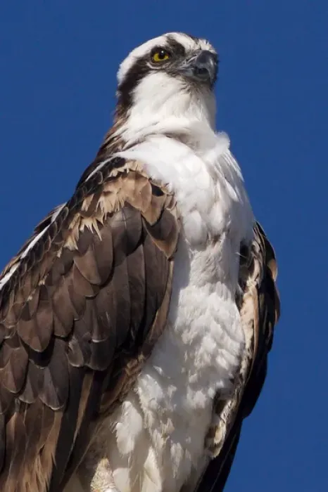 Framed Print : USA; California; La Jolla; San Diego; Rare Osprey in La Jolla