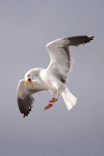 USA; California; La Jolla; San Diego; A Seagull Flying over the Pacific Coast