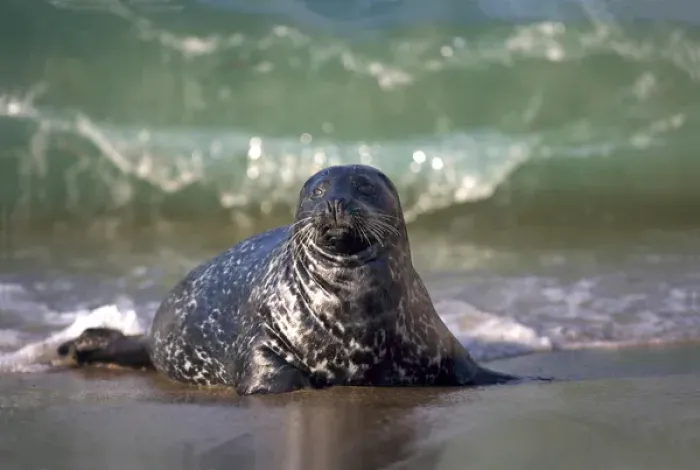 Framed Print : USA; California; La Jolla; San Diego; A seal coming ashore along the Pacific Coast Framed Print : USA; California; La Jolla; San Diego; A seal coming ashore along the Pacific Coast