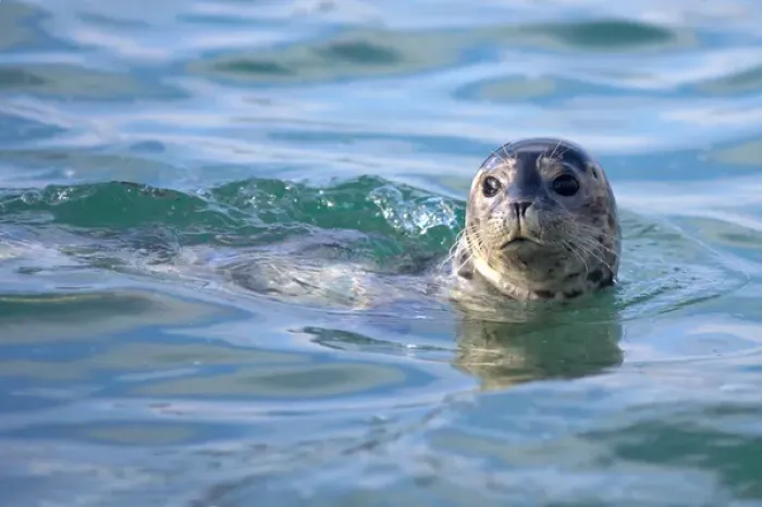 Framed Print : USA; California; La Jolla; San Diego; A seal swimming along the Pacific Coast Framed Print : USA; California; La Jolla; San Diego; A seal swimming along the Pacific Coast