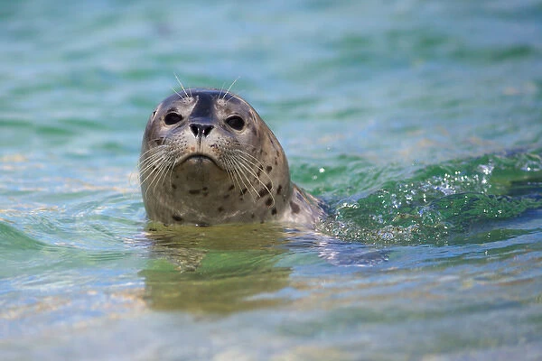 USA; California; La Jolla; San Diego; Swimming with a baby seal in La Jolla