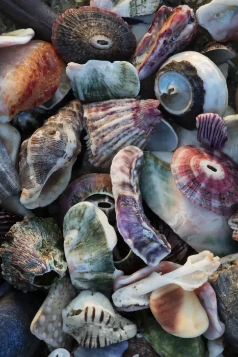 Framed Print : USA, California, La Jolla. Seashells on beach