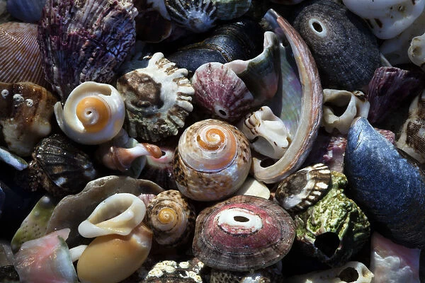 USA, California, La Jolla. Seashells on beach