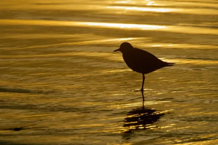Framed Print : USA, California, La Jolla Shores. Silhouette of black-bellied plover standing Framed Print : USA, California, La Jolla Shores. Silhouette of black-bellied plover standing