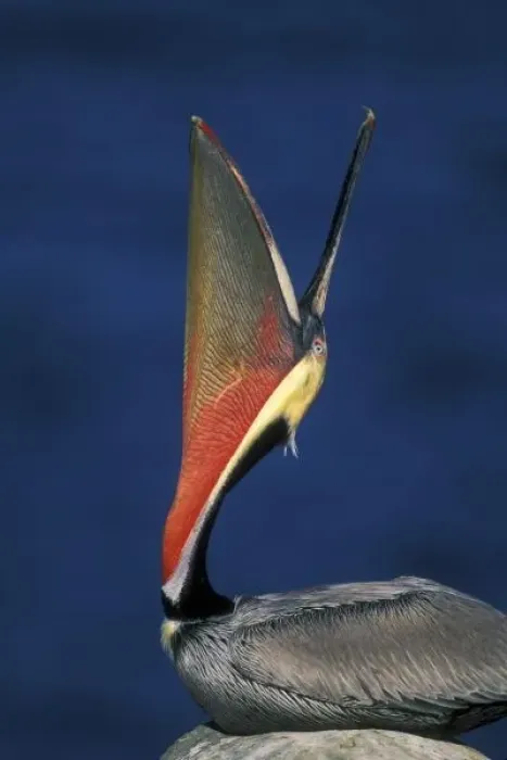 Framed Print : USA, California, La Jolla. Side view of brown pelican doing a head throw with wide pouch