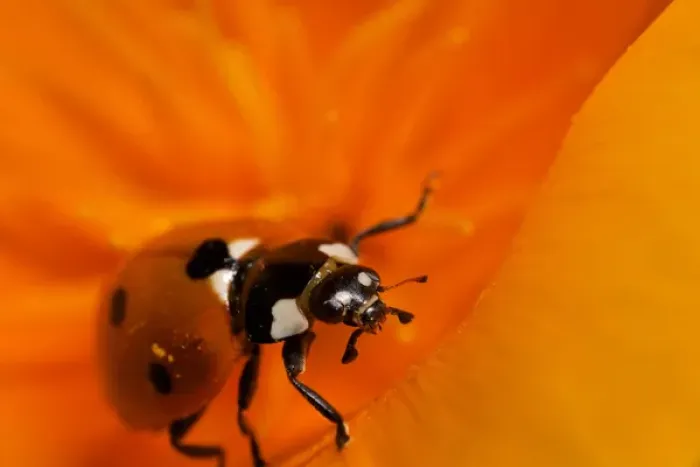 Framed Print : USA, California. Ladybug on a poppy. Credit as: Christopher Talbot Frank / Jaynes Framed Print : USA, California. Ladybug on a poppy. Credit as: Christopher Talbot Frank / Jaynes