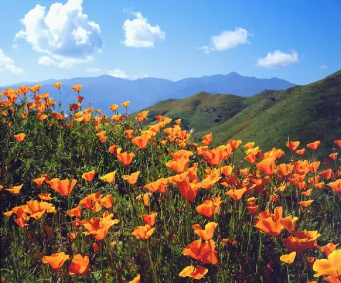 Framed Print : USA, California, Lake Elsinore. California poppies covering a hillside Framed Print : USA, California, Lake Elsinore. California poppies covering a hillside
