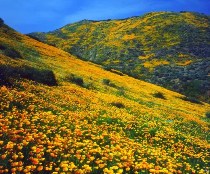Framed Print : USA; California; Lake Elsinore; California poppies covering a hillside Framed Print : USA; California; Lake Elsinore; California poppies covering a hillside