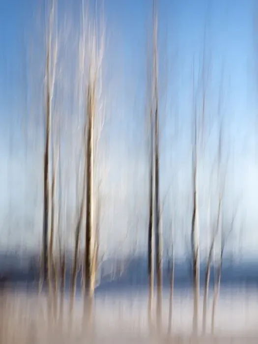 Framed Print : USA, California, Lake Tahoe, Abstract of bare aspen trees and snow at Carnelian Bay Framed Print : USA, California, Lake Tahoe, Abstract of bare aspen trees and snow at Carnelian Bay