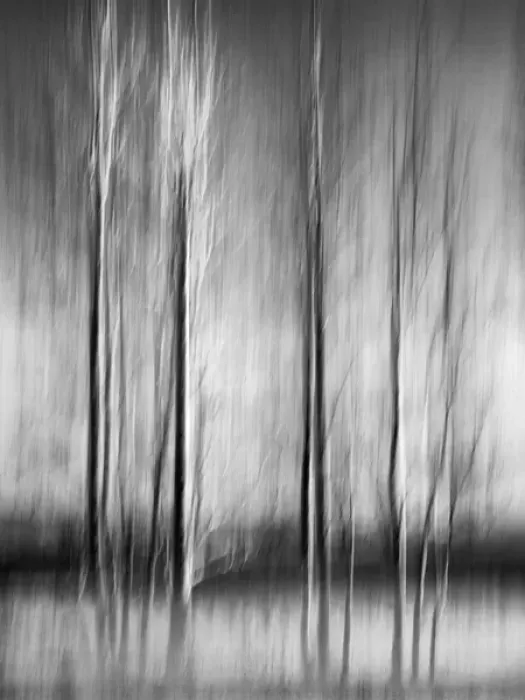 Framed Print : USA, California, Lake Tahoe, Abstract of bare aspen trees and snow at Carnelian Bay Framed Print : USA, California, Lake Tahoe, Abstract of bare aspen trees and snow at Carnelian Bay
