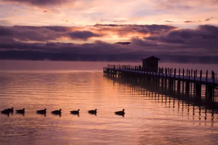 Framed Print : USA. California. Lake Tahoe. The sunset washes the water and pier with color while geese float by Framed Print : USA. California. Lake Tahoe. The sunset washes the water and pier with color while geese float by