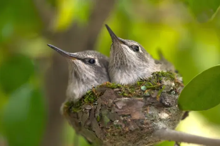Framed Print : USA; California; Lakeside; Baby Humming Birds Framed Print : USA; California; Lakeside; Baby Humming Birds