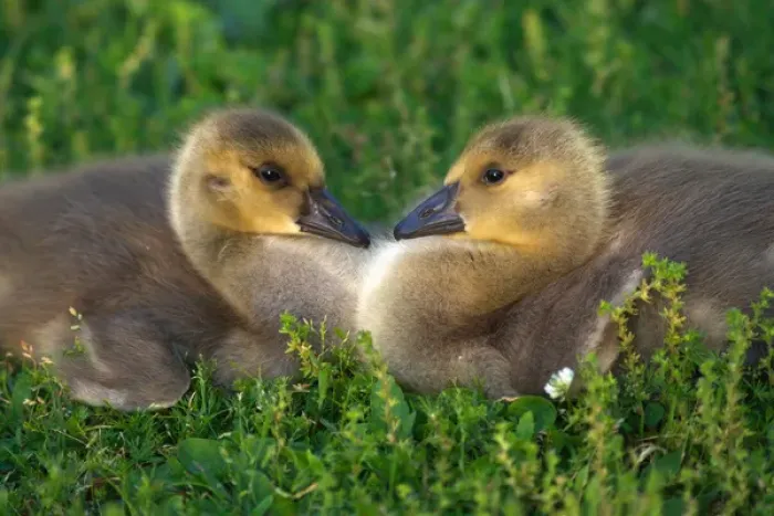 Framed Print : USA; California; Lakeside; Canada Goslings that form a Heart Framed Print : USA; California; Lakeside; Canada Goslings that form a Heart